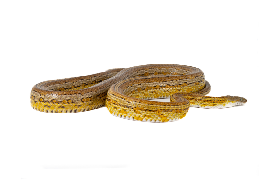 Pantherophis guttatus, tessera caramel, femelle adulte Pantherophis guttatus, tessera caramel, femelle adulte