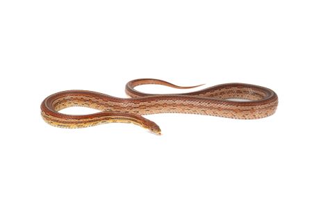 Pantherophis guttatus, tessera, mâle adulte