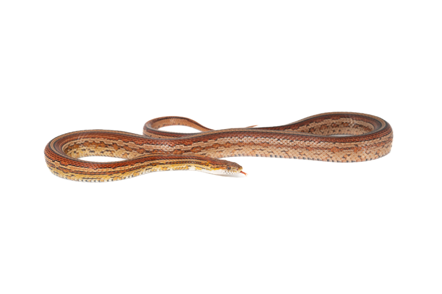 Pantherophis guttatus, tessera, mâle adulte Pantherophis guttatus, tessera, mâle adulte
