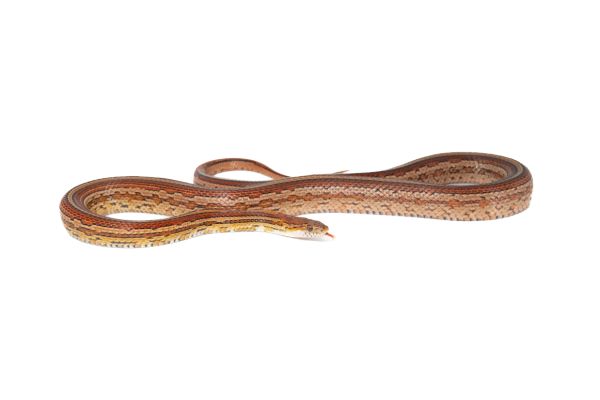 Pantherophis guttatus, tessera, mâle adulte Pantherophis guttatus, tessera, mâle adulte