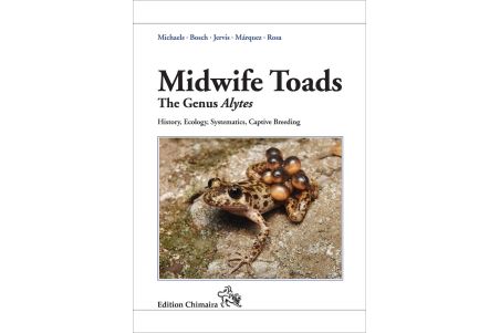 Midwife Toads