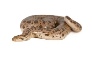 Eryx miliaris