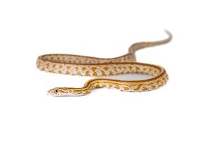 Pantherophis guttatus, tessera butter