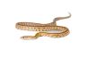 Pantherophis guttatus, tessera butter