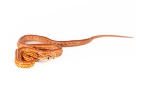 Pantherophis guttatus, tessera ultramel