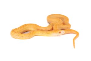 Pituophis catenifer annectens, albinos stripe