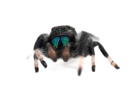 Phidippus regius, "rastafari" Phidippus regius, "rastafari"