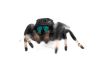Phidippus regius, "rastafari"