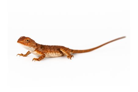 Tympanocryptis centralis