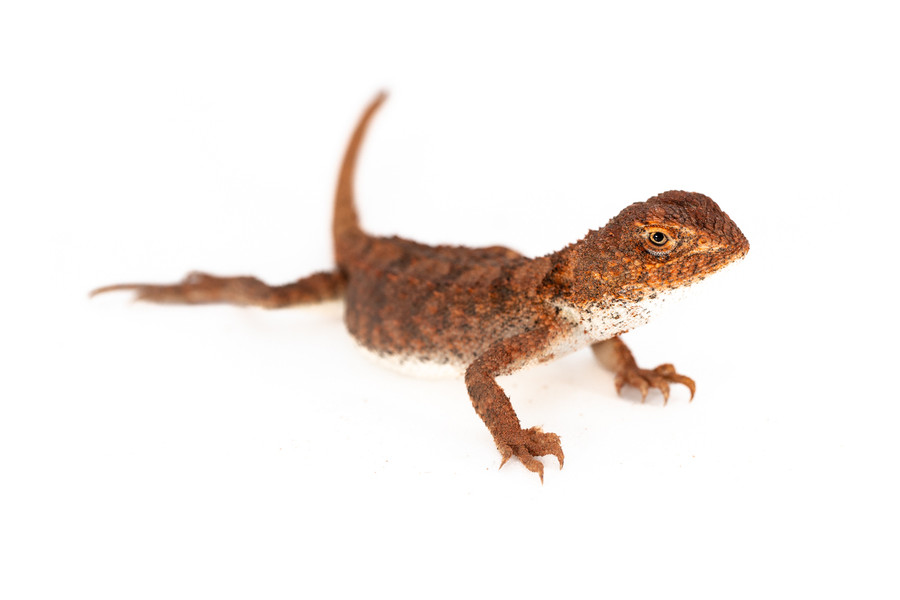 Tympanocryptis centralis Tympanocryptis centralis