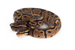 Python regius, yellow belly granite
