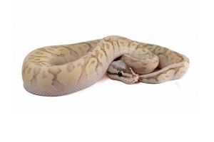 Python regius, super pastel fire special