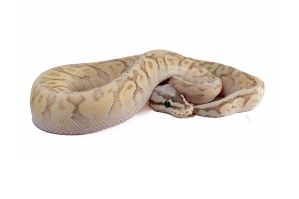 Python regius, super pastel fire special Python regius, super pastel fire special
