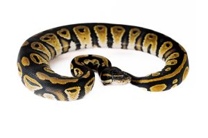 Python regius, black head
