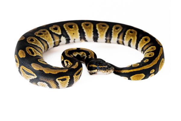 Python regius, black head Python regius, black head