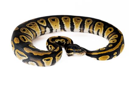 Python regius, black head