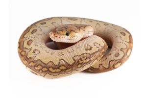 Python regius, clown lesser