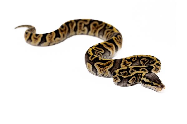 Python regius, GHI pastel Python regius, GHI pastel