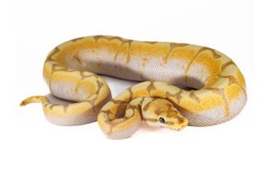 Python regius, banana spider