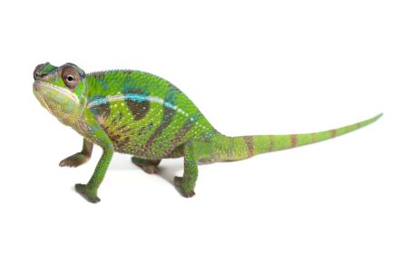 Furcifer pardalis, "Nosy Mitsio", subadulte