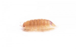 Porcellio laevis, "orange"