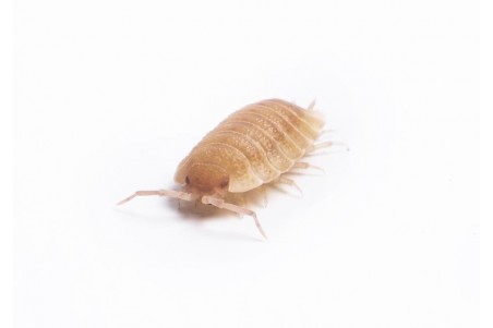 Porcellio laevis, "orange"