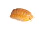 Cubaris sp. "mandarin"