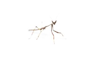 Heterochaeta orientalis