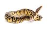 Python regius, hidden gene woma granite