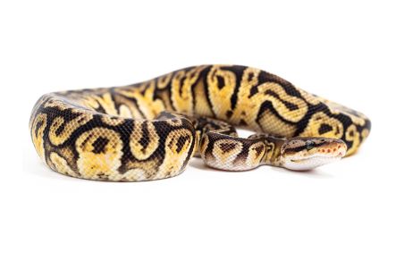 Python regius, hidden gene woma granite