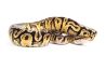 Python regius, hidden gene woma granite