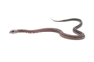Pantherophis guttatus, scaleless anéry. tessera