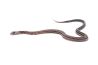 Pantherophis guttatus, scaleless anéry. tessera
