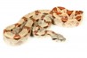 Boa c. imperator, Colombie, hypo. het. albinos "Kahl"