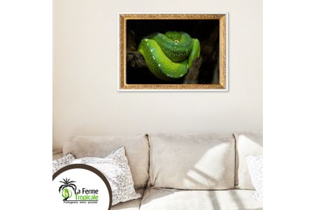 Poster Morelia viridis