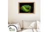 Poster Morelia viridis