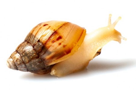 Lissachatina fulica jadatzi