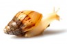 Lissachatina fulica jadatzi