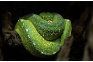 Poster Morelia viridis