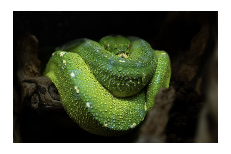 Poster Morelia viridis Poster Morelia viridis