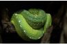 Poster Morelia viridis