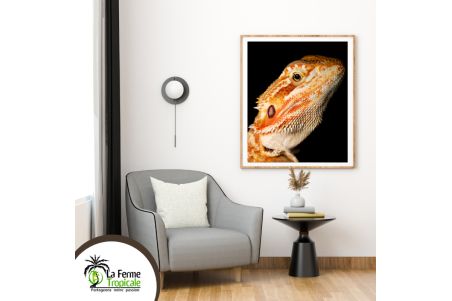 Poster Pogona vitticeps