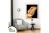 Poster Pogona vitticeps