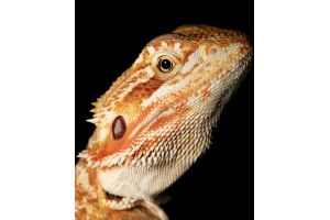 Poster Pogona vitticeps