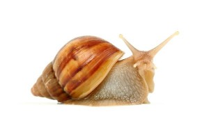 Lissachatina fulica, white jade