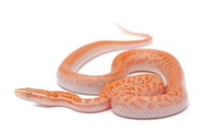 Boaedon (Lamprophis) fuliginosus, albinos