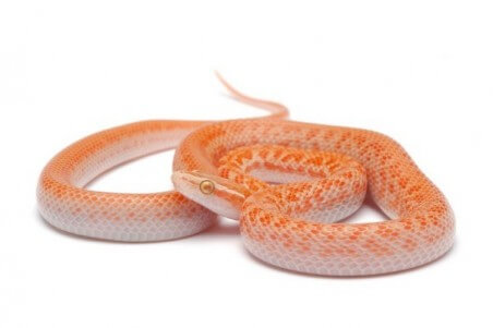 Boaedon (Lamprophis) fuliginosus, albinos