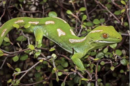 Naultinus - Naultinus elegans & Naultinus grayii