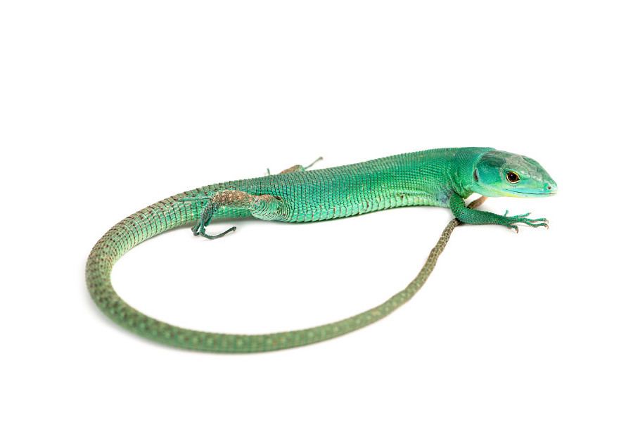 Gastropholis prasina Gastropholis prasina