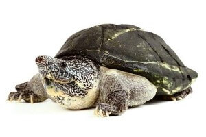 Staurotypus triporcatus subadulte